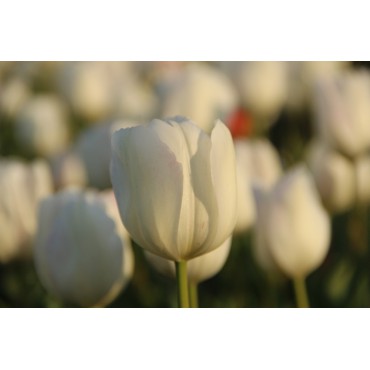 Tulipa 'La Reine Maxima'
