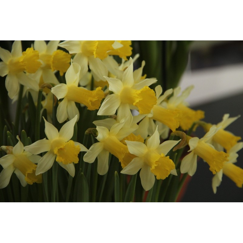 Narcissus 'Topolino'