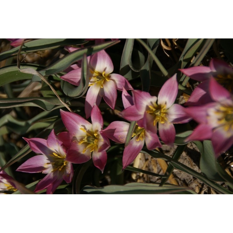 Tulipa aucheriana