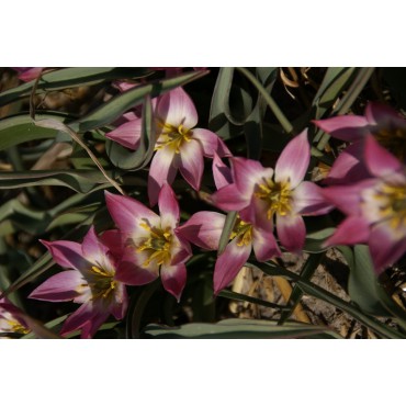 Tulipa aucheriana
