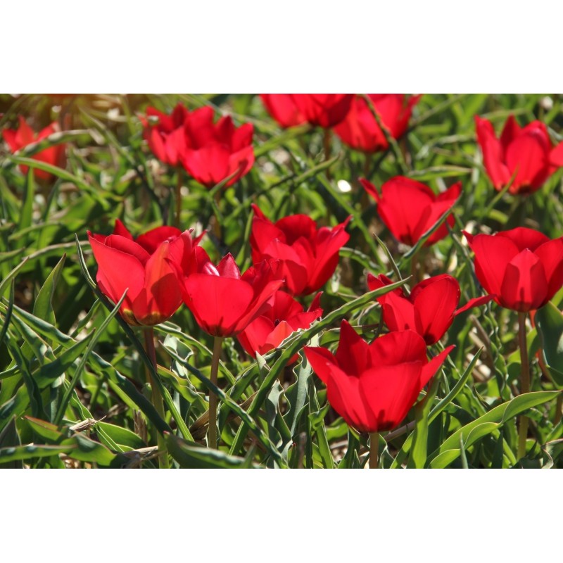 Tulipa stapfii