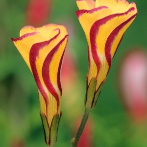 Oxalis versicolor 'Golden Cape'