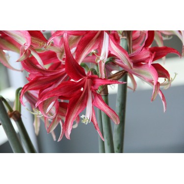 Hippeastrum 'Quito'