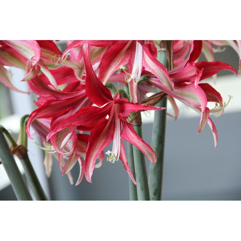 Hippeastrum 'Quito'