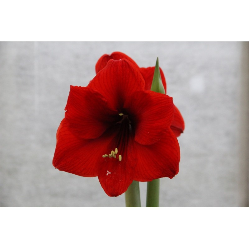 Hippeastrum 'Red Lion'