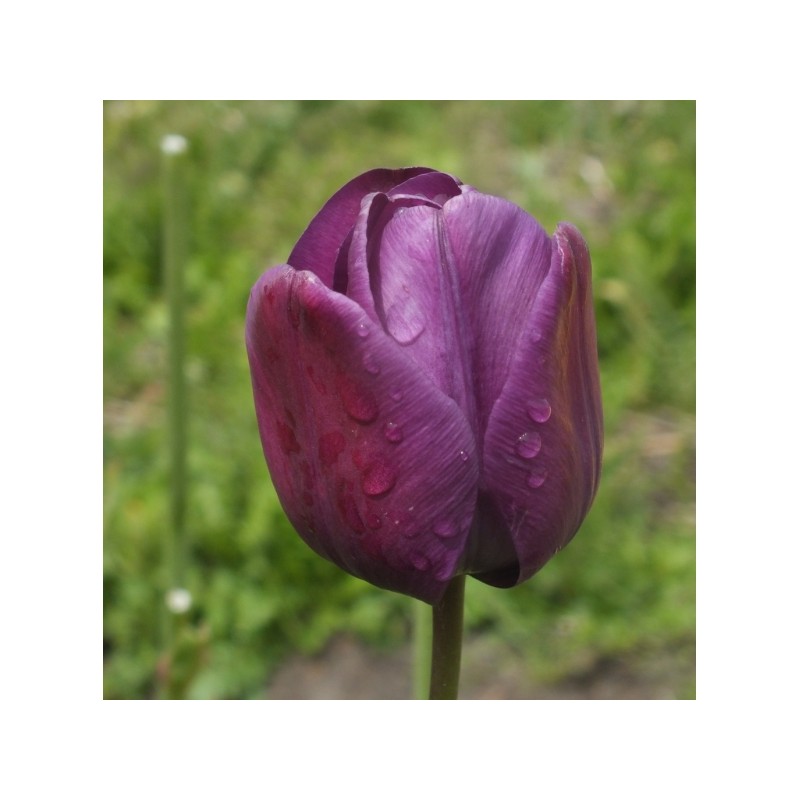 Tulipa 'Greuze' Tulipa 'Greuze'