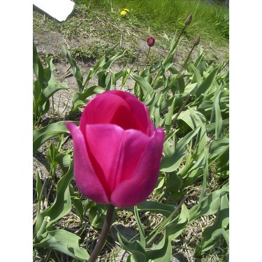 Tulipa 'Don Quichotte'
