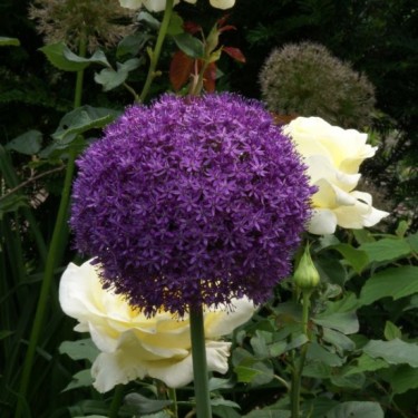 Allium 'Ambassador'