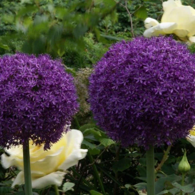 Allium 'Ambassador'