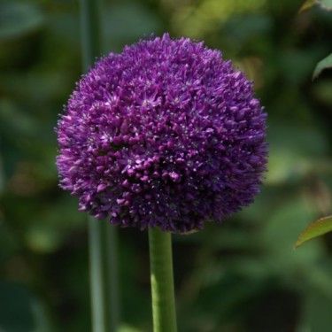 Allium 'Ambassador'