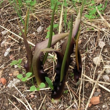 Biarum tenuifolium var. abbreviatum