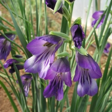 Gladiolus atroviolaceus
