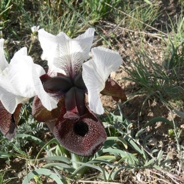 Iris iberica subsp. elegantissima