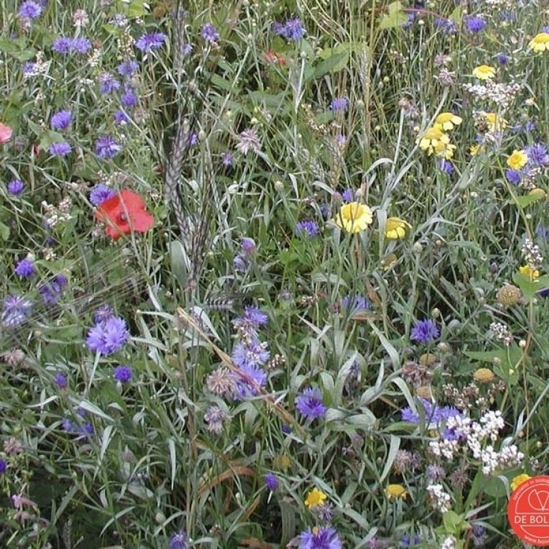 Akkerbloemenmengsel