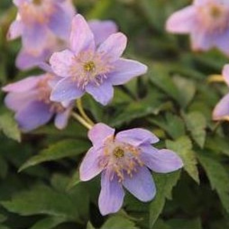 Anemone nemorosa 'Gerry'