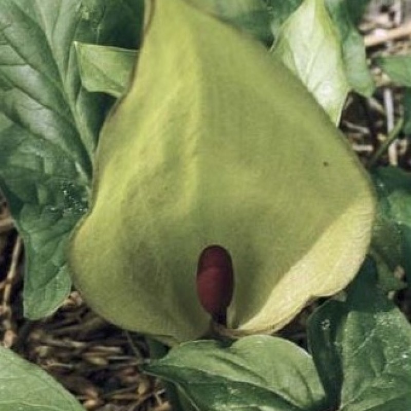 Arum maculatum