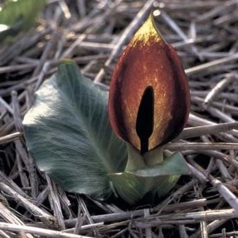 Arum pictum