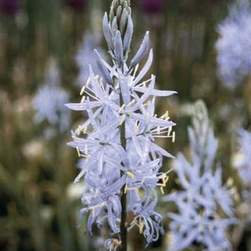 Camassia cusickii