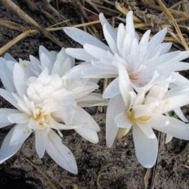 Colchicum autumnale 'Alboplenum'