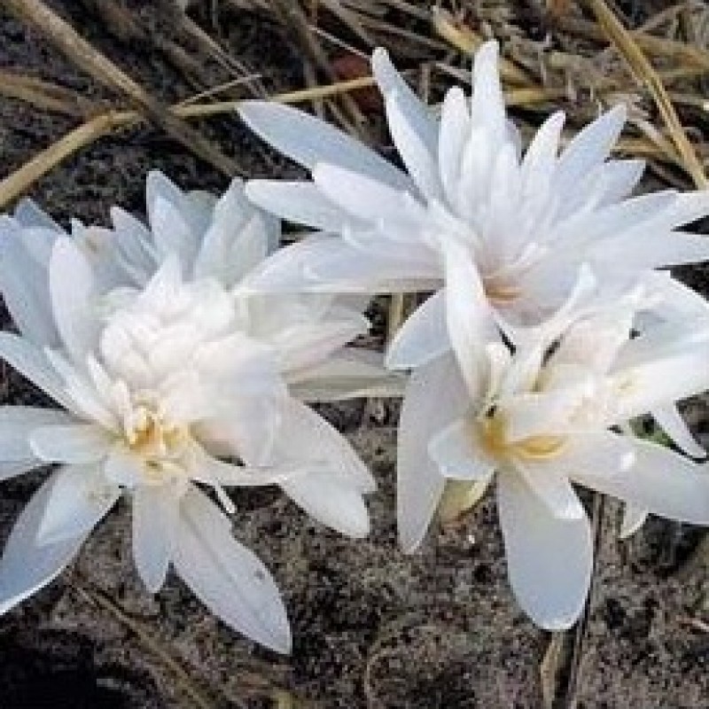 Colchicum autumnale 'Alboplenum'