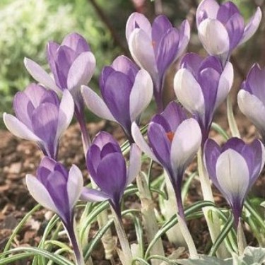 Crocus 'Yalta'