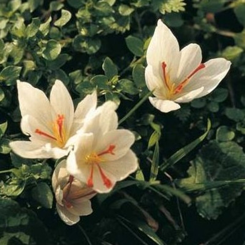 Crocus cartwrightianus 'Albus'