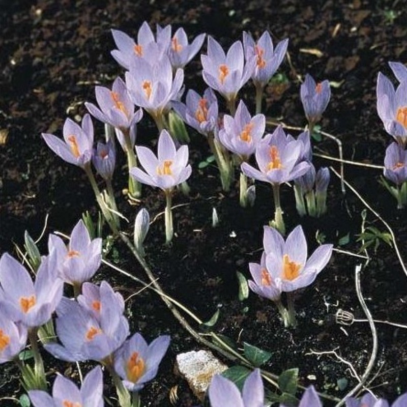 Crocus etruscus 'Zwanenburg'