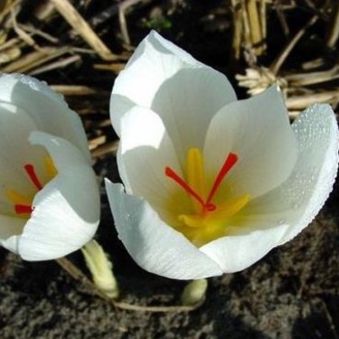 Crocus niveus -White Form-