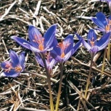 Crocus puringii