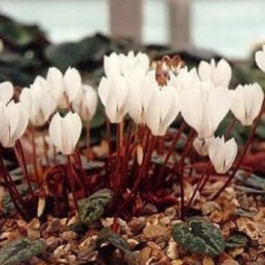 Cyclamen cilicium 'Album'