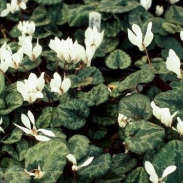 Cyclamen cilicium 'Album' Cyclamen cilicium 'Album'