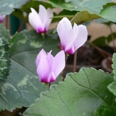 Cyclamen rohlfsianum