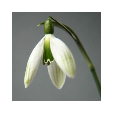 Galanthus 'Kildare'