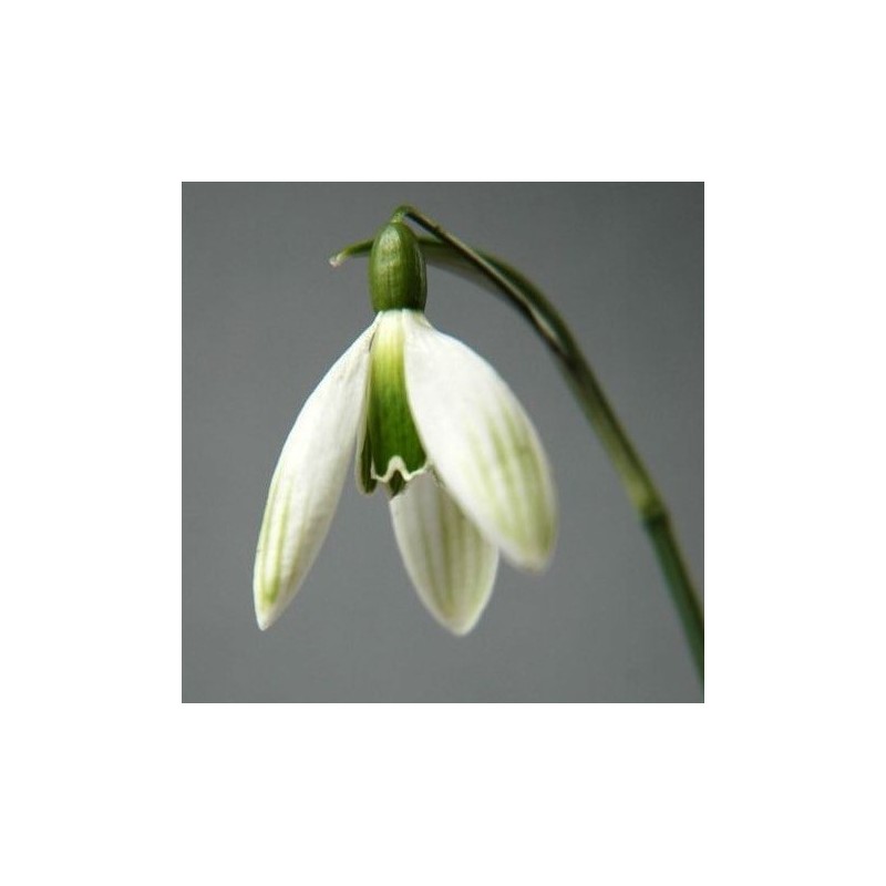 Galanthus 'Kildare'
