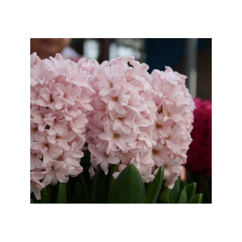 Hyacinthus orientalis 'Pink Elephant'