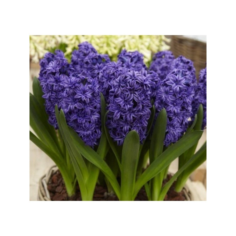 Hyacinthus orientalis 'Royal Navy'
