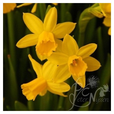 Narcissus 'Tête-à-Tête'