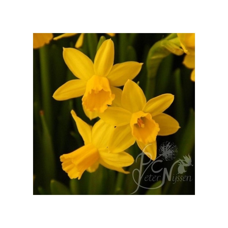 Narcissus 'Tête-à-Tête'