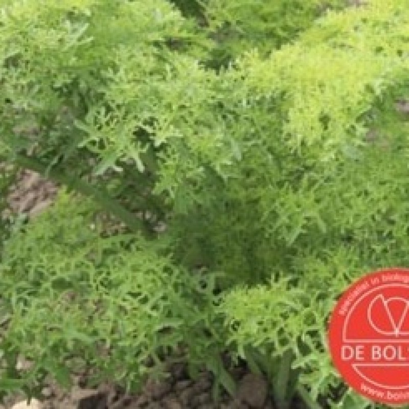 Bladmosterd, Brassica juncea var. rugosa  'Golden Frills'
