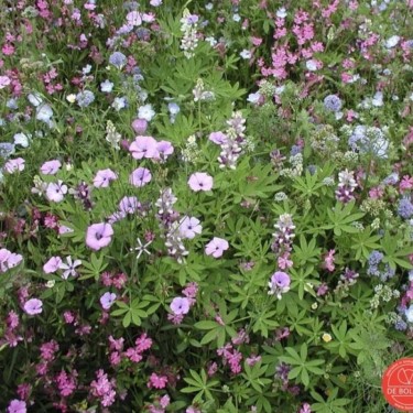 Bloemenmengsel Laag
