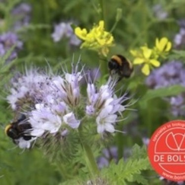 Bloemenmengsel Tübingermengsel