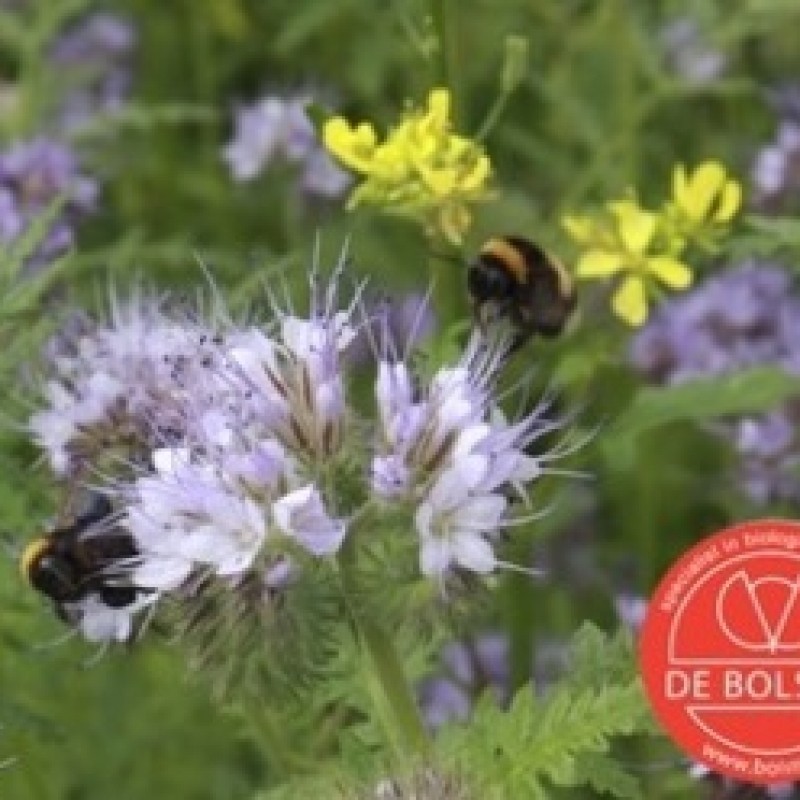 Bloemenmengsel Tübingermengsel