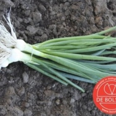 Bosui, Allium cepa 'White Lisbon'