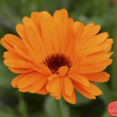 Calendula officinalis, Goudsbloem
