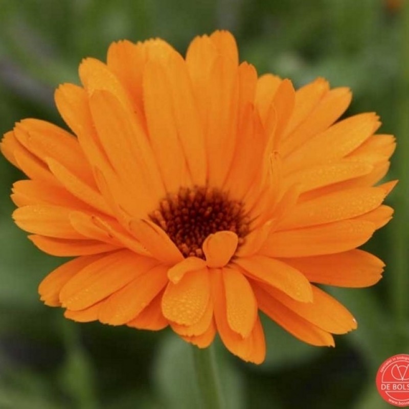 Calendula officinalis, Goudsbloem