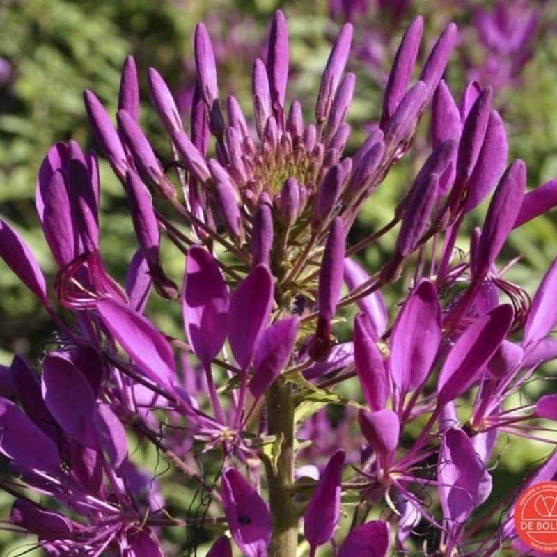 Cleome spinosa, Kattesnor paars