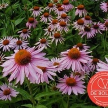 Echinacea purpurea, Rode zonnehoed