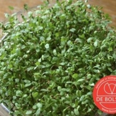 Kiemgroente Alfalfa, Medicago sativa