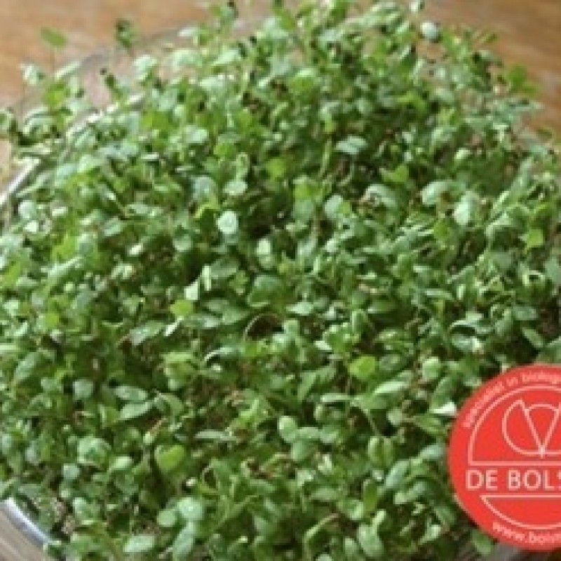 Kiemgroente Alfalfa, Medicago sativa