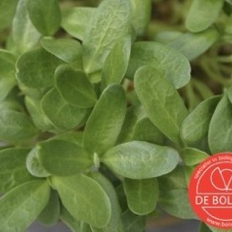 Kiemgroente Fenegriek, Trigonella foenum-graecum